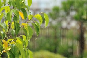 雨と葉っぱ