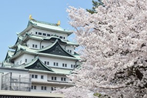 名古屋城の桜