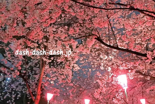 鶴舞公園の桜ライトアップ