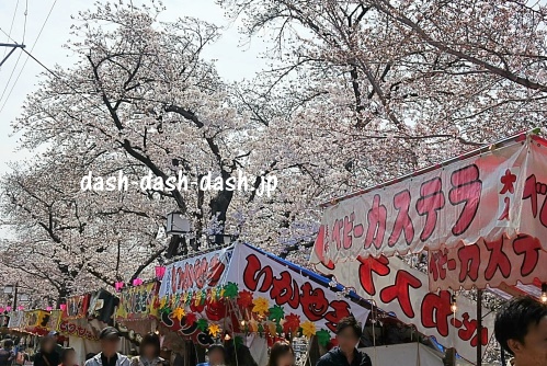岩倉桜まつり(五条川)の桜06