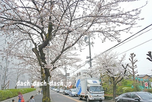 山崎川近くの桜のトンネル