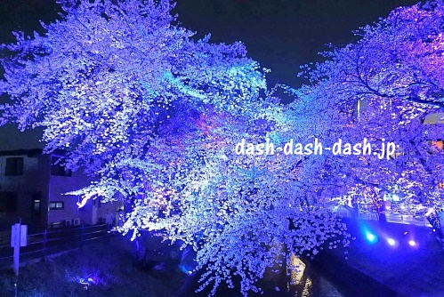 大口町五条川の桜ライトアップ01