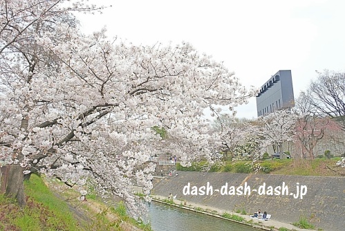 山崎川の桜02