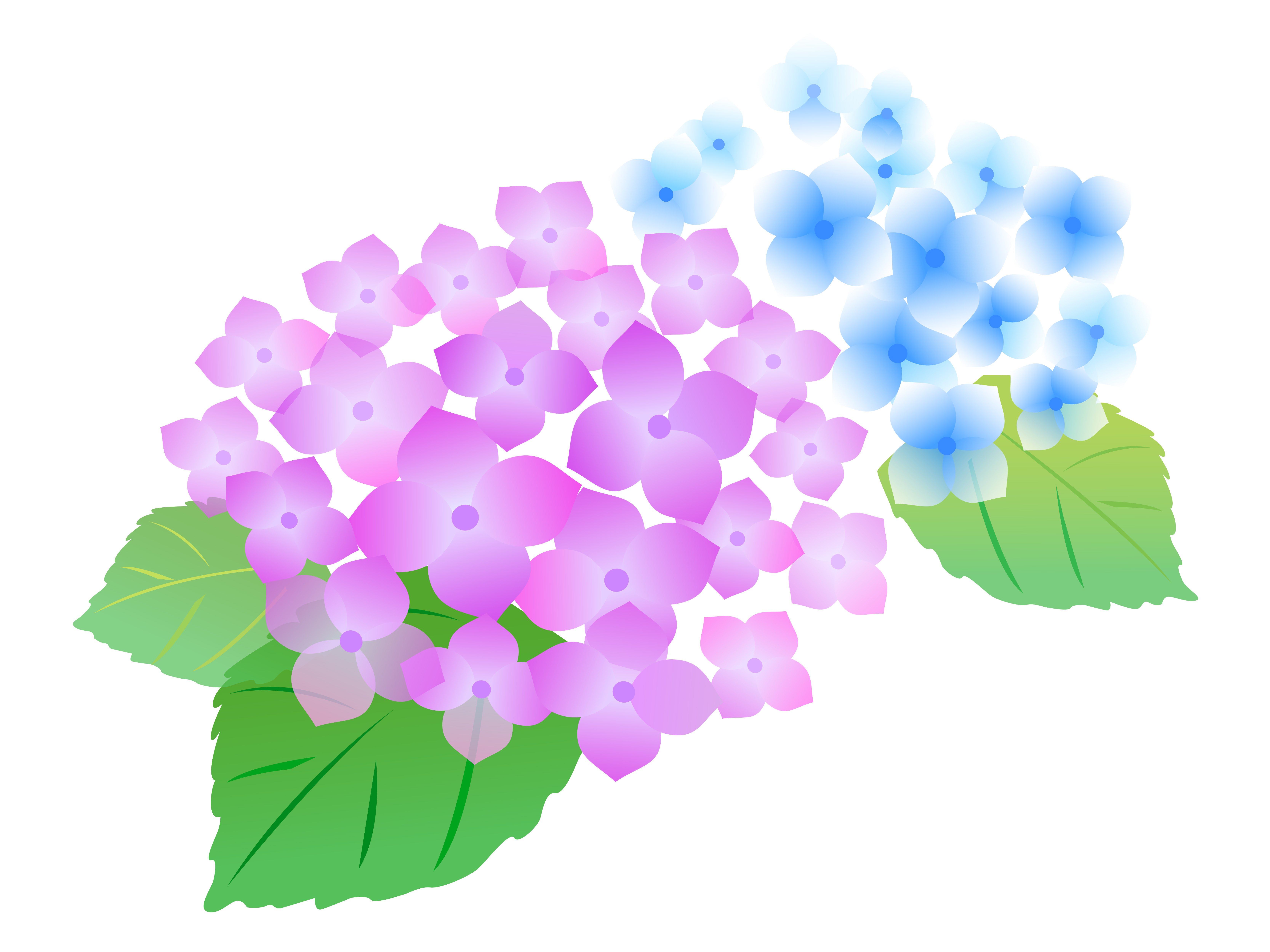 美しい花の画像 50 素晴らしい紫陽花 イラスト 簡単