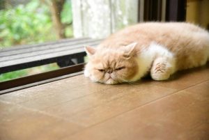 床に寝転がるブサ猫(エキゾチックショートヘア)