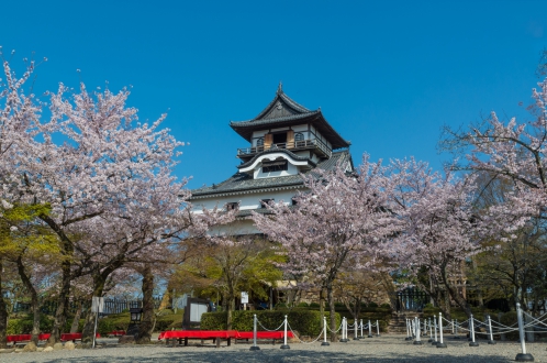 春の犬山城(桜)