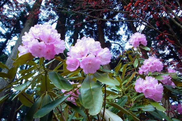 滋賀県の花「石楠花」