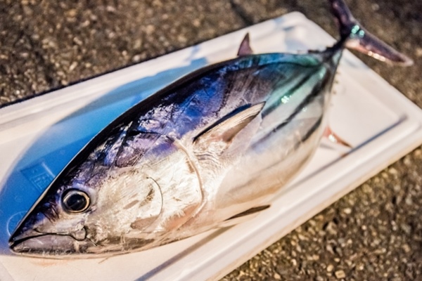 高知県の魚「カツオ」