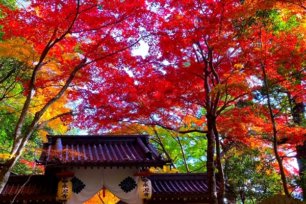 滋賀県の木「紅葉」