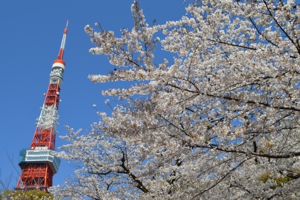 東京都の花「ソメイヨシノ」