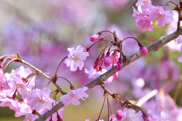 京都府の花「しだれ桜」