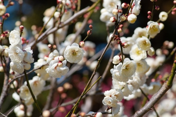 福岡県の花「うめ」
