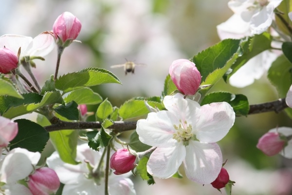 青森県の花「りんごの花」