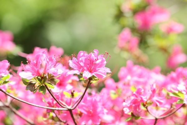 長崎県の花「雲仙ツツジ」