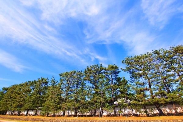 島根県の木「クロマツ」