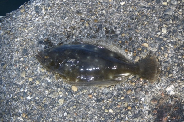 鳥取県の魚「ヒラメ」