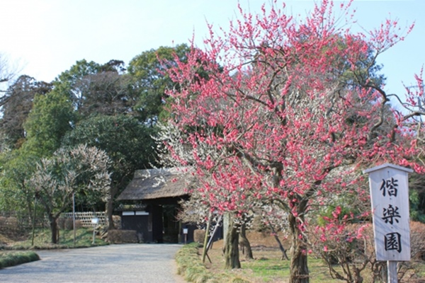 茨城県の木「ウメ」