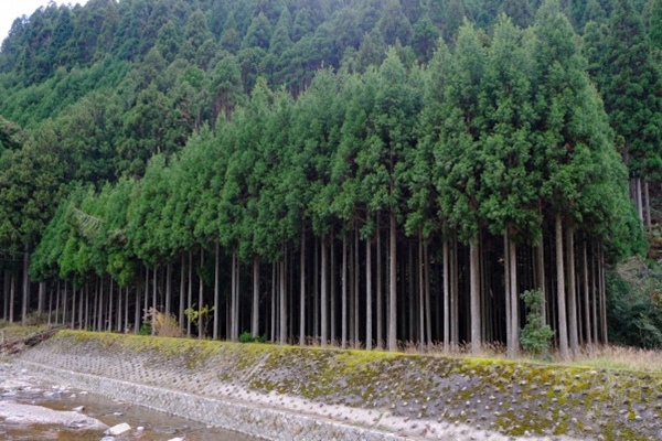京都府の木「北山杉」