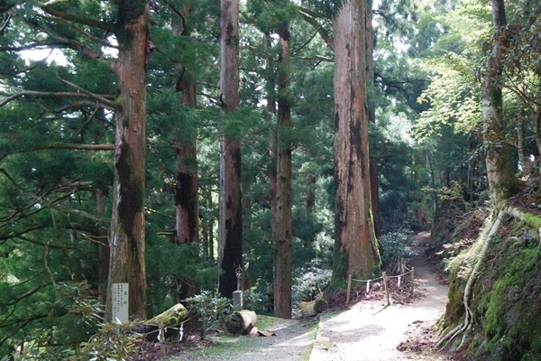 奈良県の木「すぎ」