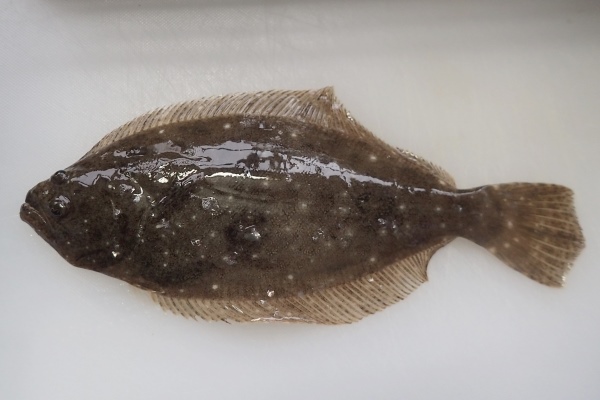 茨城県の魚「ヒラメ」