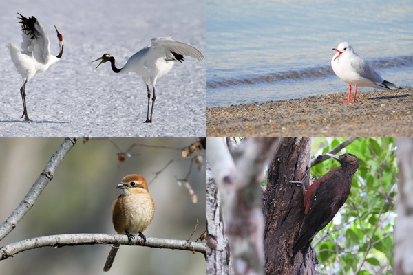 日本全国47都道府県の鳥一覧リスト01