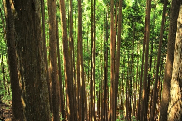 高知県の木「ヤナセスギ」