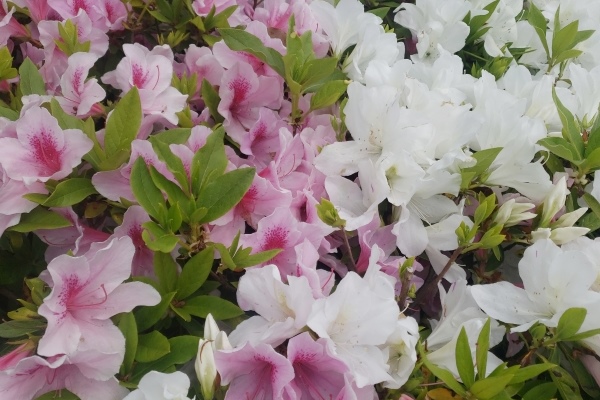 静岡県の花「つつじ」
