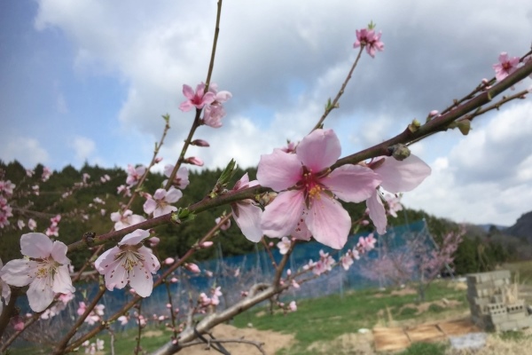 岡山県の花「ももの花」