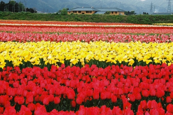 新潟県の花「チューリップ」