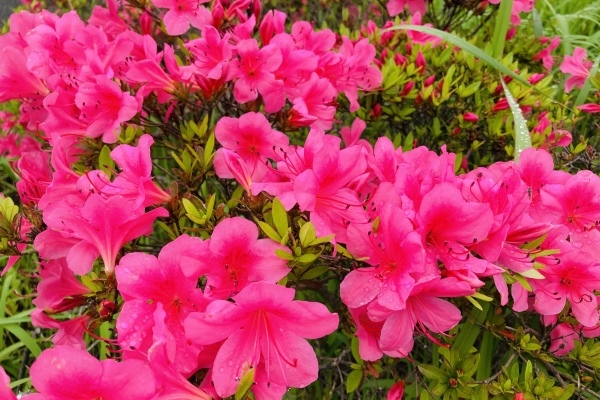 鹿児島県の花「ミヤマキリシマ」