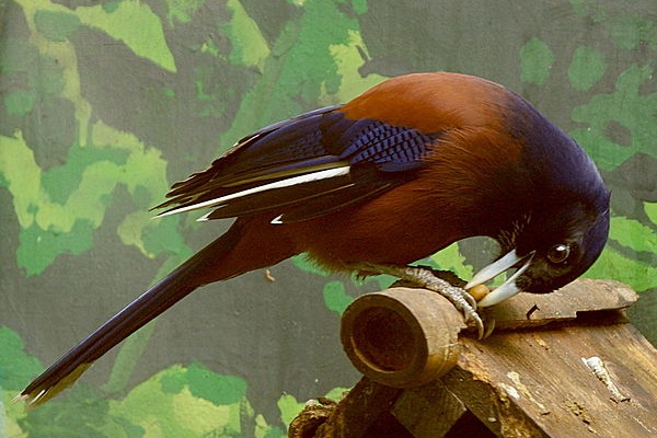 鹿児島県の鳥「ルリカケス」