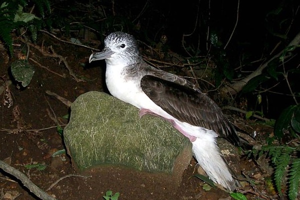 京都府の鳥「オオミズナギドリ」