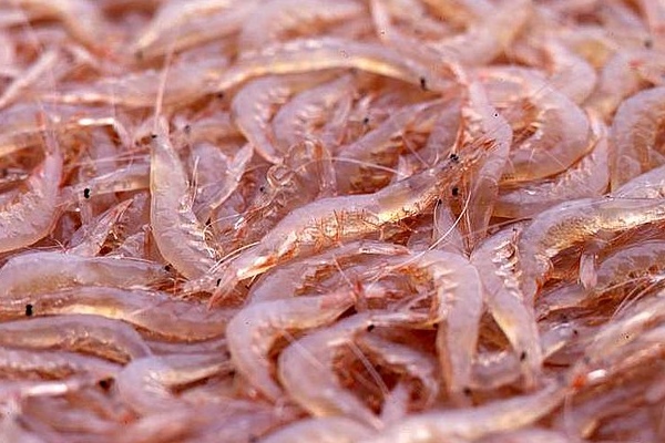 富山県の魚「シロエビ」