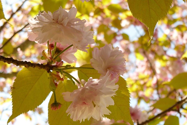 奈良県の花「奈良八重桜」