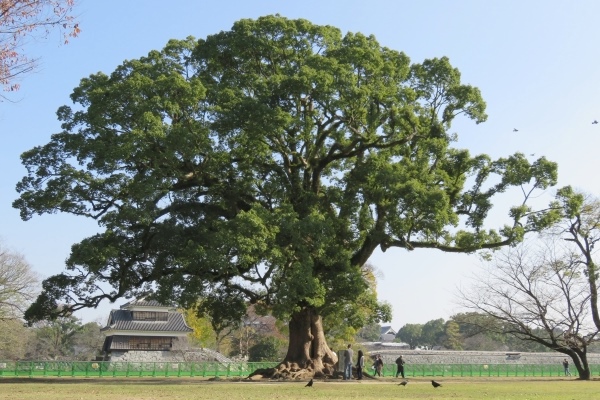 熊本県の木「クスノキ」