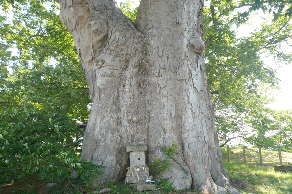福島県の木「ケヤキ」