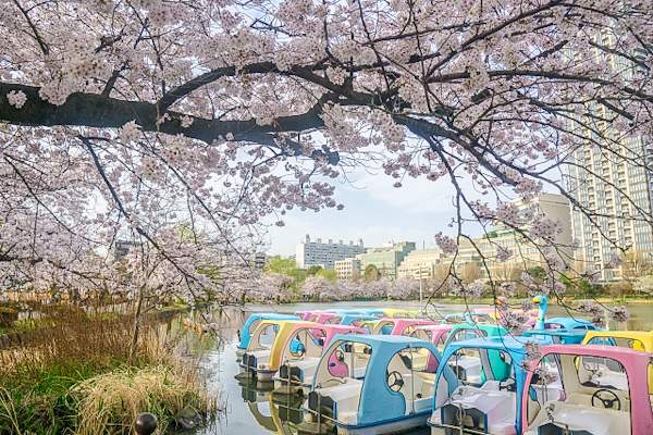 上野公園・不忍池のボートと桜01