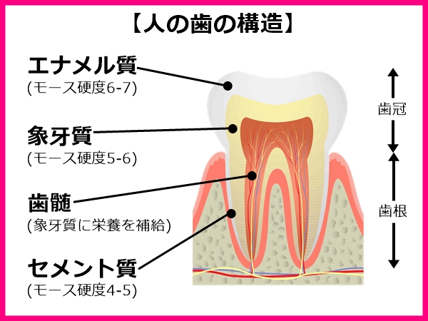 人の歯の構造01