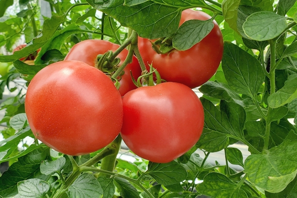 トマトの収穫01