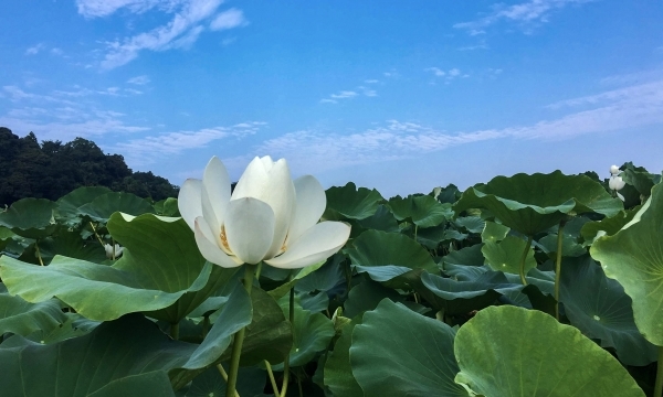 レンコン畑に咲く白い花01